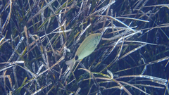 Diplodus annularis