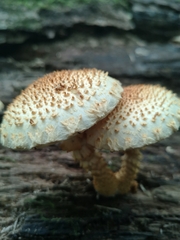 Pholiota squarrosoides