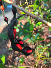Erythrina herbacea