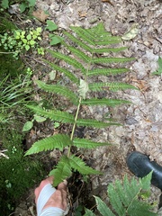 Dryopteris goldieana
