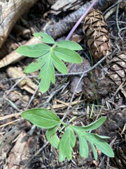 Hydrophyllum capitatum thompsonii