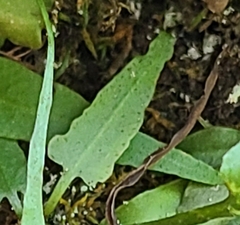 Asplenium rhizophyllum