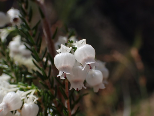 Image of Erica glomiflora by (c) Ren Hoekstra, some rights reserved (CC BY)