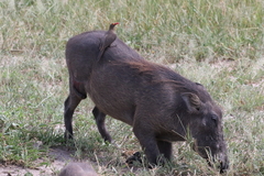 Phacochoerus africanus massaicus