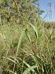 Tripsacum lanceolatum