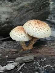 Pholiota squarrosoides