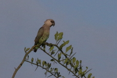 Poicephalus rufiventris