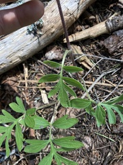 Hydrophyllum capitatum thompsonii