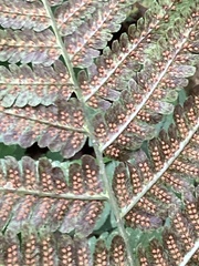 Dryopteris goldieana