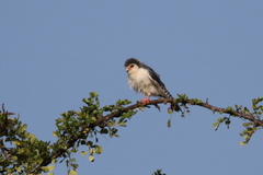 Polihierax semitorquatus