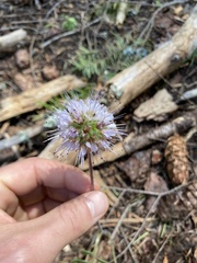Hydrophyllum capitatum thompsonii