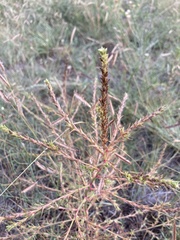 Salsola collina