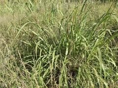 Tripsacum lanceolatum