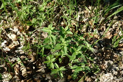 Clinopodium caucasicum