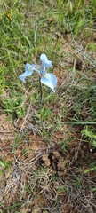 Moraea tripetala