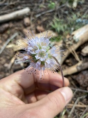 Hydrophyllum capitatum thompsonii