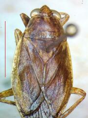 Belostoma