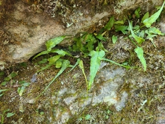 Asplenium rhizophyllum