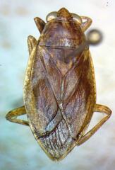 Belostoma