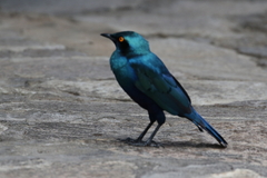 Lamprotornis chalybaeus