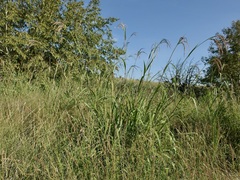 Tripsacum lanceolatum