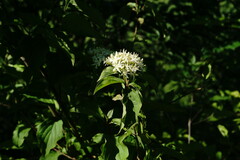 Cornus sanguinea australis