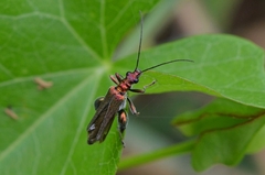 Oedemera nobilis