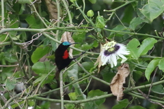 Chalcomitra senegalensis