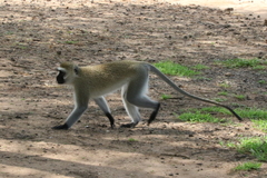 Chlorocebus pygerythrus hilgerti