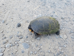 Emydoidea blandingii