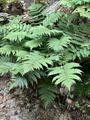 Dryopteris goldieana