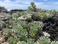 Heliotropium anomalum