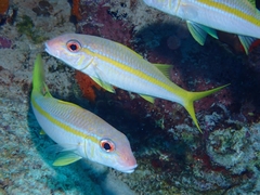 Mulloidichthys martinicus