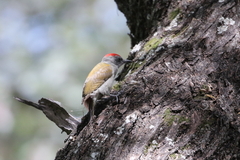 Chloropicus spodocephalus