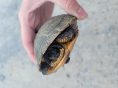 Emydoidea blandingii