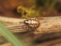 Hypsosinga albovittata