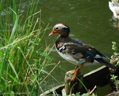 Aix galericulata