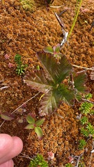 Rubus chamaemorus