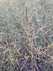 Salsola collina