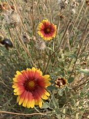 Gaillardia