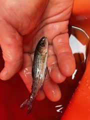 Oncorhynchus kisutch