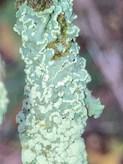 Heterodermia albicans