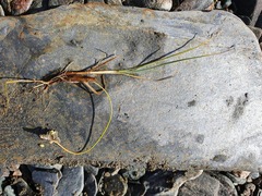 Carex bicolor