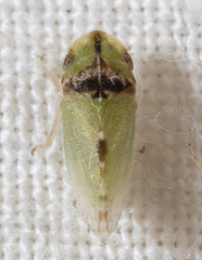 Xerophloea viridis