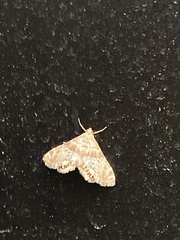 Petrophila fulicalis