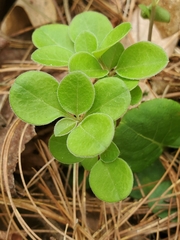 Polygaloides paucifolia