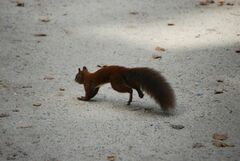 Sciurus vulgaris
