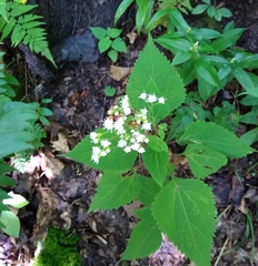Ageratina roanensis