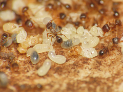 Tetramorium caespitum