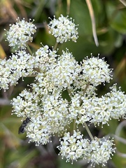 Ligusticum tenuifolium
